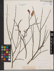 Foto von Salix caesia Vill.